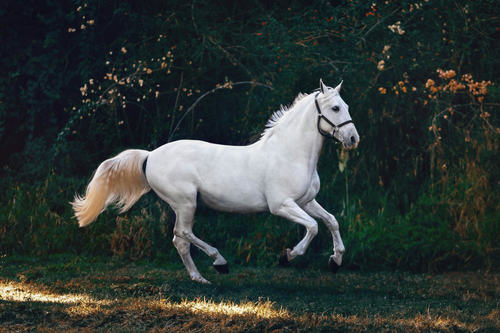 Professional English Saddle