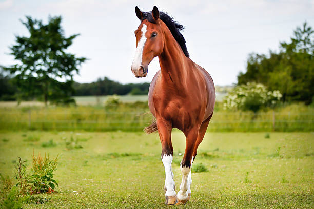 Premium Horse Brush Set