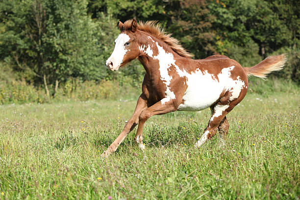 Stable Blanket